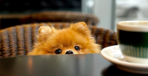 A pom looking over the top of the table 