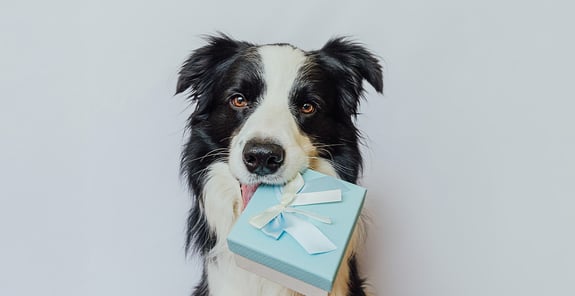 A dog holding a present in its mouth