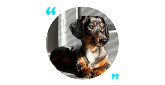 Ernie a black and brown velvety soft Dachshund puppy 