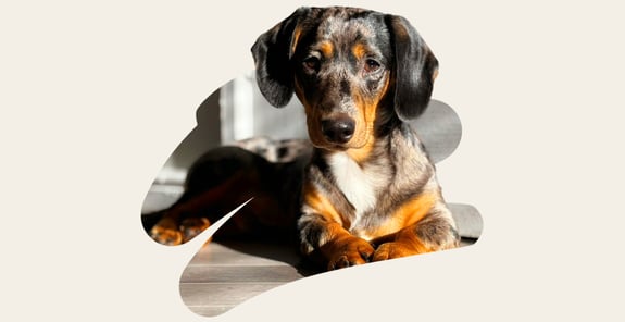 Ernie a black and brown velvety soft Dachshund puppy 