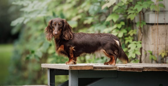 Brown Dachshund standing on a picnic table outside