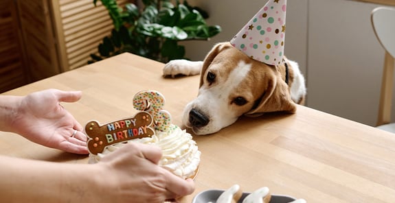 A dog wearing a party hat leaning across a table to get his birthday cake.