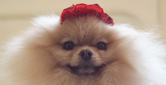 A pom with a close up to the camera and a red flower on its head