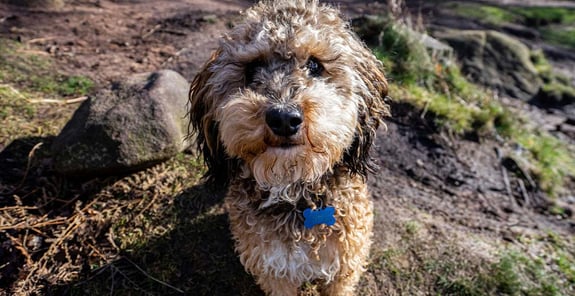 A shaggy cockapoo sitting on top of some mossy rocks