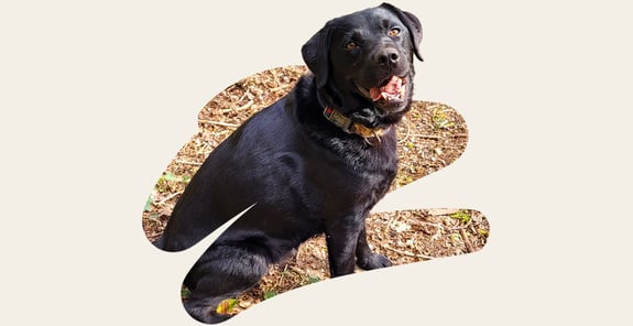 Ludo, a chubby black lab with a nice smile.