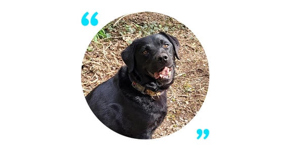 Ludo, a chubby black lab with a nice smile.