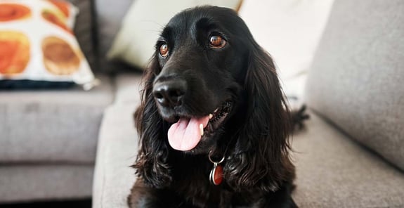 A black Cocker Spaniel sitting on a grey sofa with its tongue out.