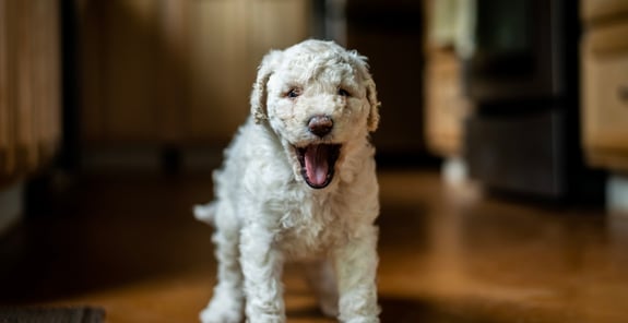 Little white labradoodle yawning