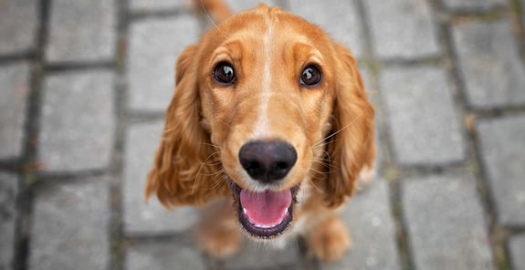 A red Cocker Spaniel looking up at the camera with a big grin.