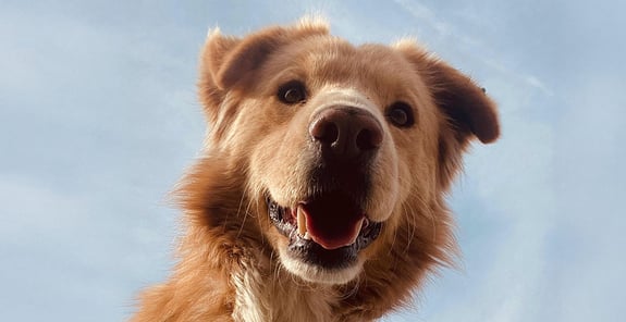 A dog looking down at the camera
