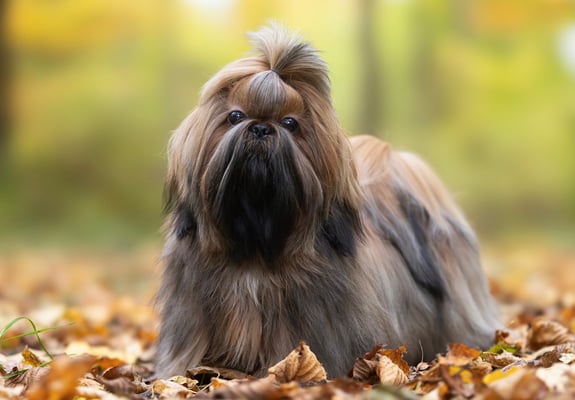 A lhasa apsos sitting among autumn leaves.