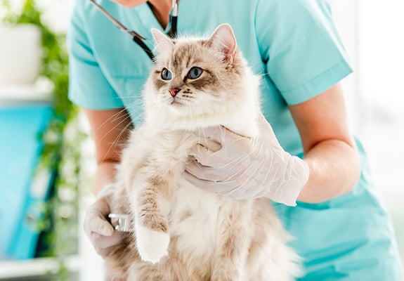 A cat being gently held by a vet having its chest checked.