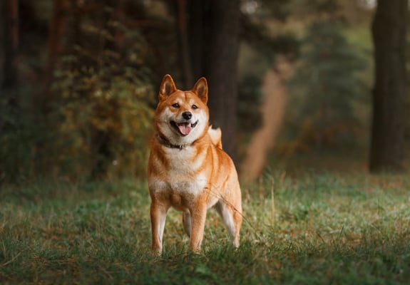Shiba Inu dog standing in a forest with mouth open