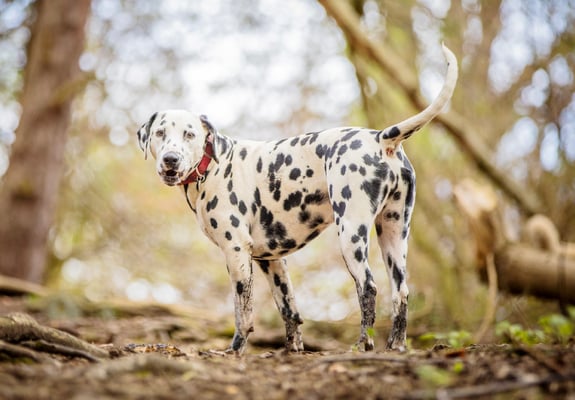 Dalmatian standing in a forest with red collar