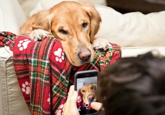 A cat sat on a man's lap, nestling in for a kiss whilst the man uses his phone