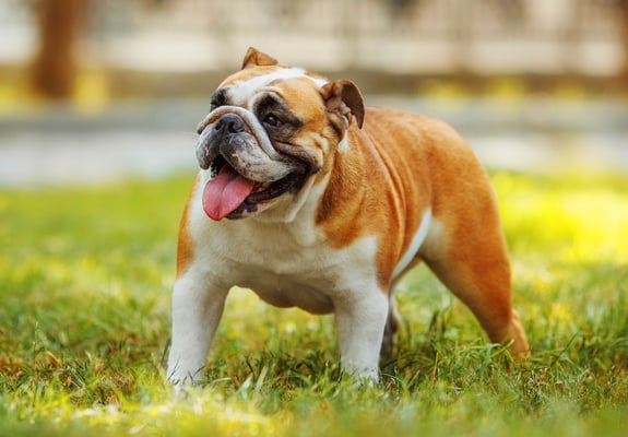 A tan and white english bulldog.