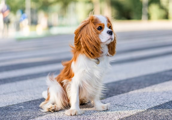 Cavalier King Charles Spaniel sitting outside