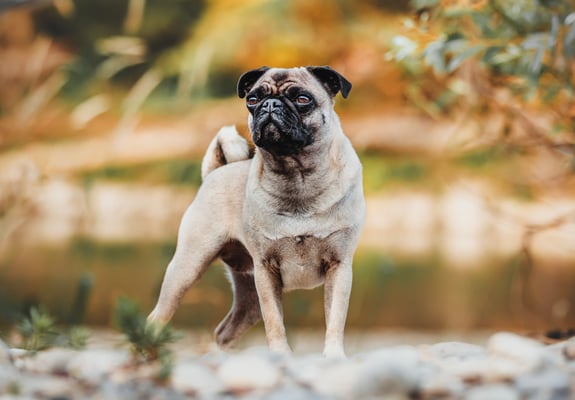 A pug stands on rocky ground looking into the distance