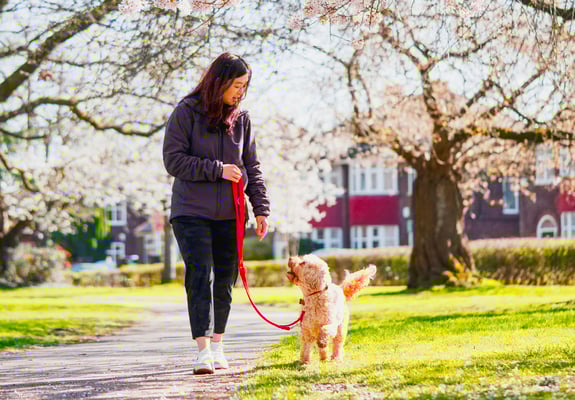 A woman walking her Cockapoo through a park.