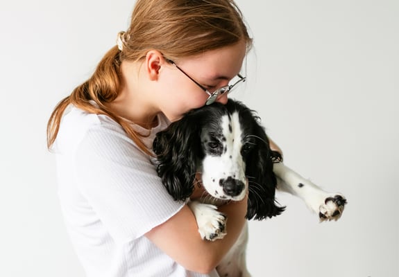 A sprocker spaniel being held and cuddled by their owner