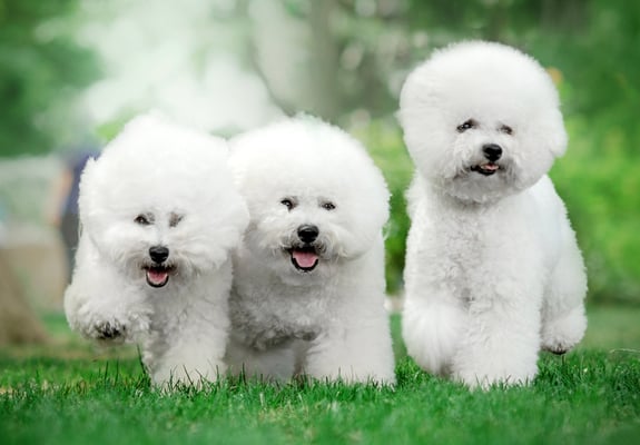 Three Bichon Frises running on grass.