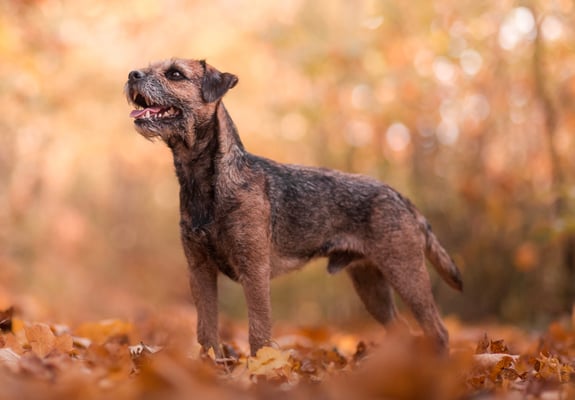 A border terrier surrounded by autumn leaves.
