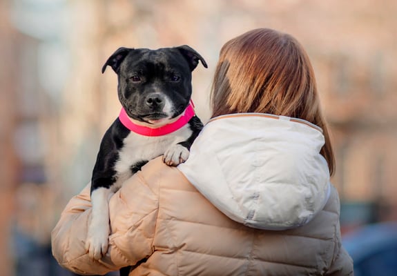 A staffordshire bull terrier being carried by its owner.