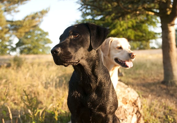 One black labrador and one yellow labrador sitting on a log in a field, looking in opposite directions