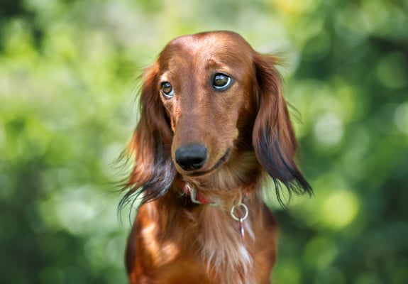 Dachshund sitting in sun in front of greenery