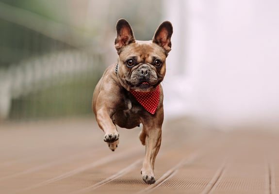 A French Bulldog wearing a bandana running towards the camera.