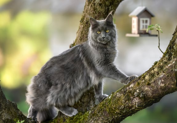 A maine coon cat in a tree.