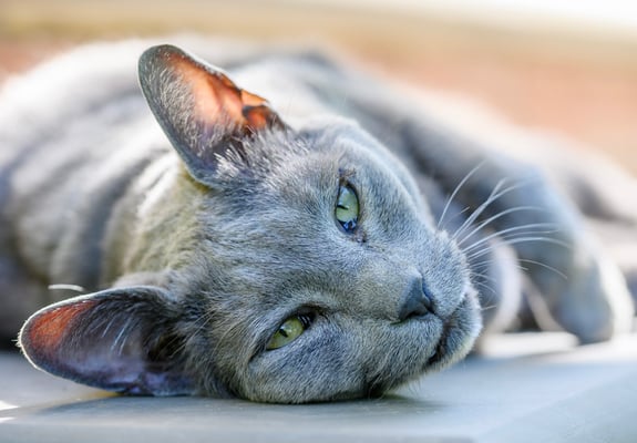 A russian blue relaxing on a tiled pavement.