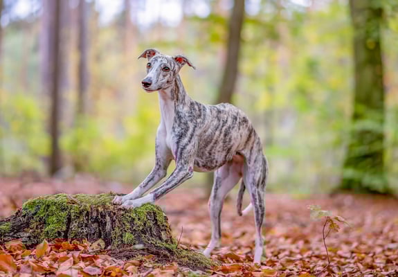 A Greyhound running in a forest of leaves.