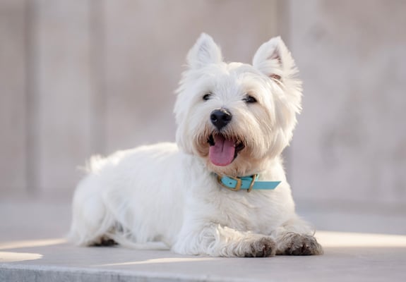 West Highland White Terrier lying on ground with tongue out