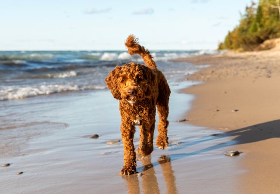 Brown labradoodle walking on the beach