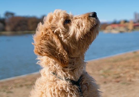 A woman holding her goldendoodle and smiling at the camera.