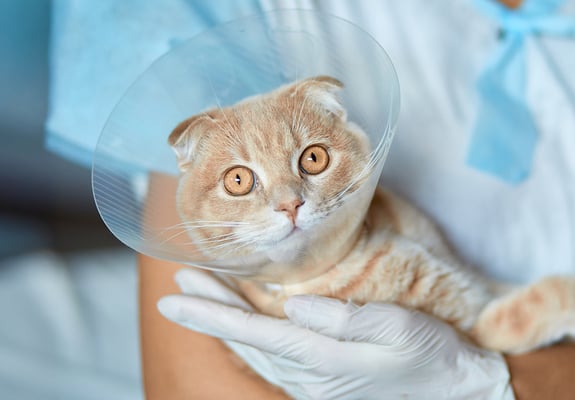 A ginger scottish fold in a cone held by a vet.