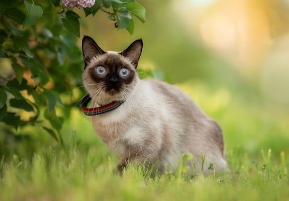 A Siamese cat sitting on grass.