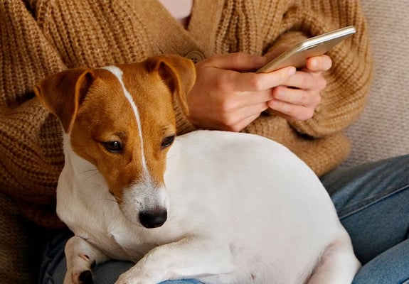 A Jack Russel Terrier sat on its owners lap, the owner is using their phone