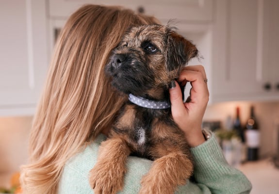 A woman with her border terrier over her shoulder.