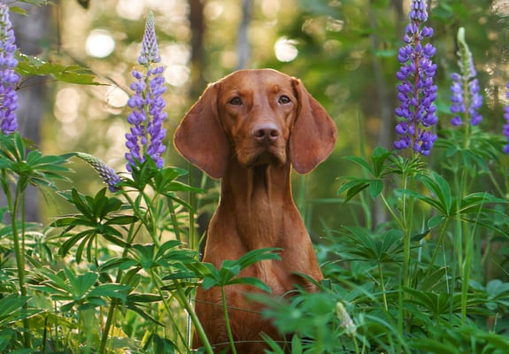 A hungarian vizsla sitting between purple flowers.