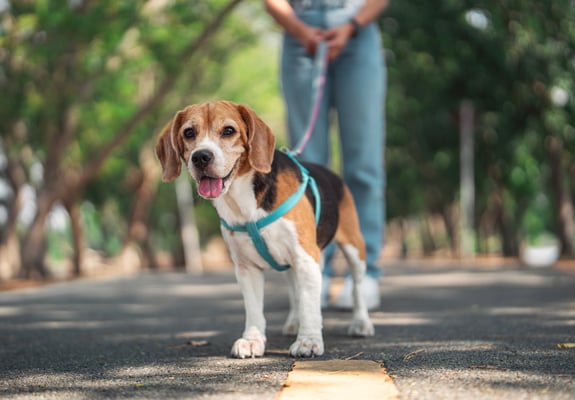 beagle with tongue out on a blue lead in a park