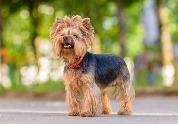 A Yorkie dog standing up.