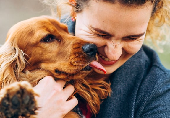 Red Cocker Spaniel licking owners face