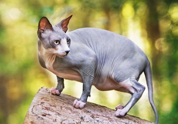 A sphynx standing on a log in a forest.