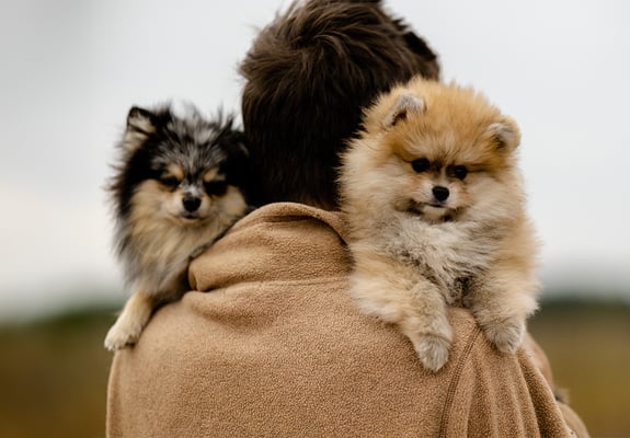 Two poms on the shoulder of their owner