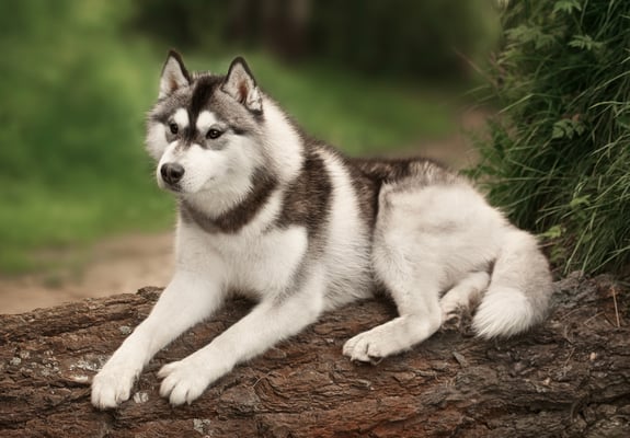 A siberian husky laying on a tree that has fallen over.