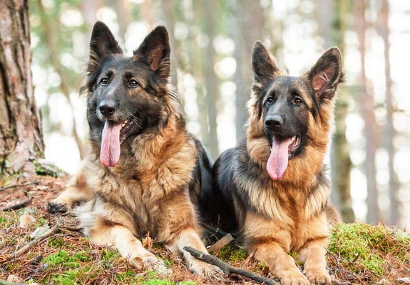 Two German Shepherd dogs sitting on a mossy hill.