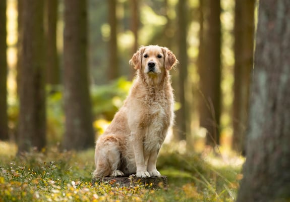 A golden retriever sitting on a stump in a forest.