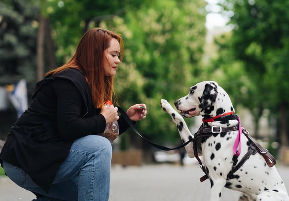 Dalmatian f=giving paw to owner on the street